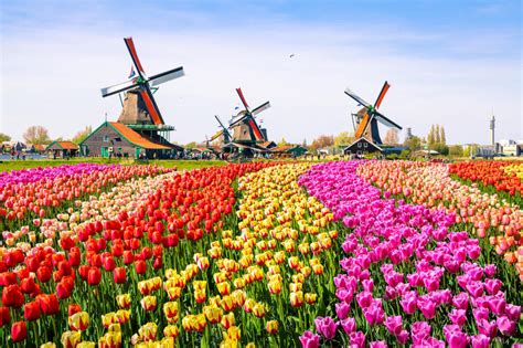 كيف تستمتع بالحياة في هولندا
